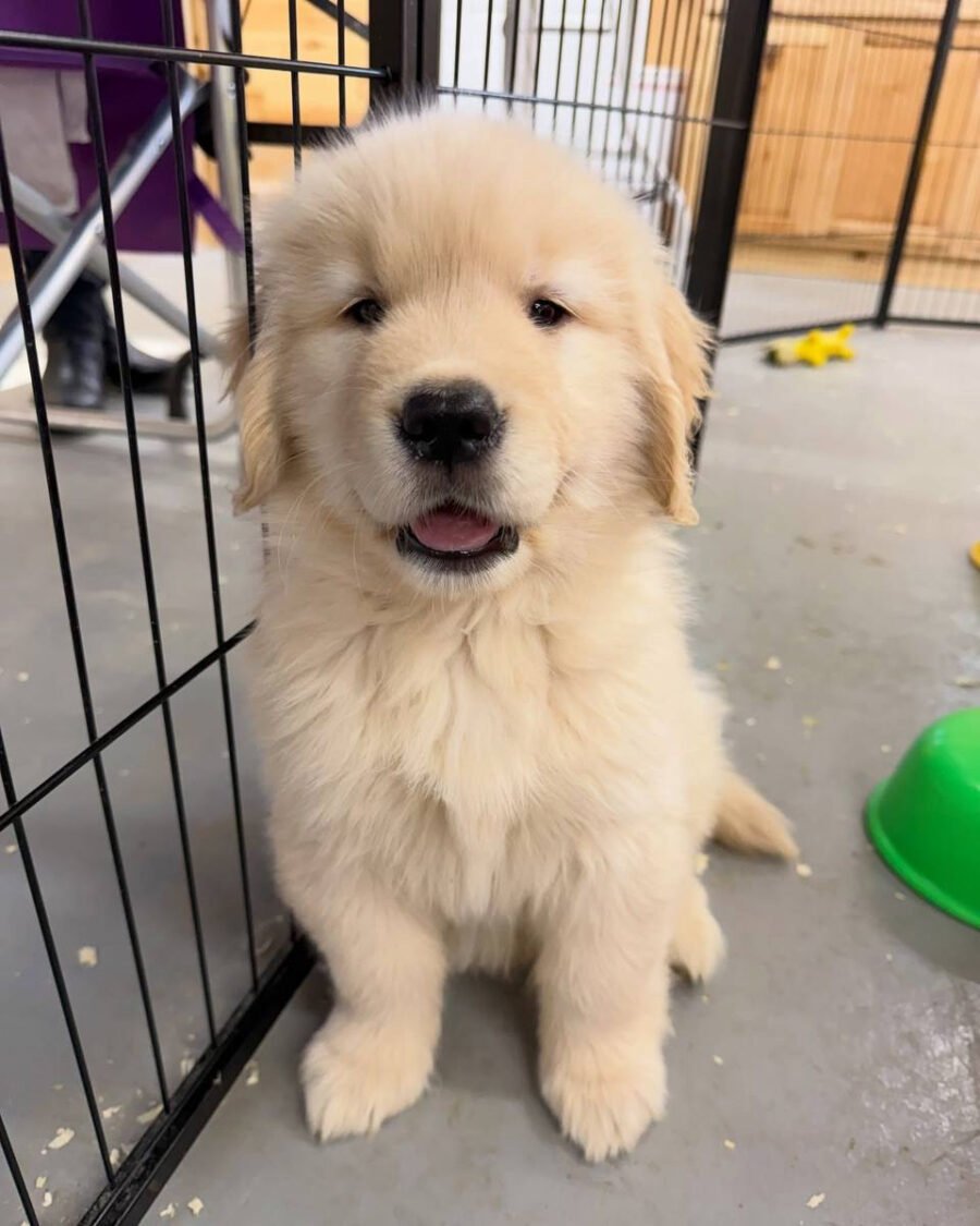 Chico