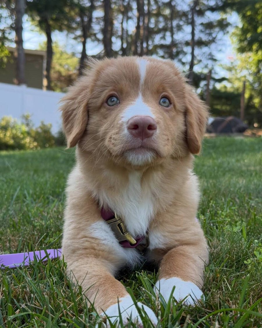 Nella, a  Nova Scotia Duck Tolling Retriever puppy